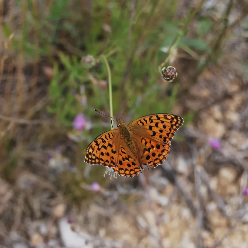 RYA archi10 papillon